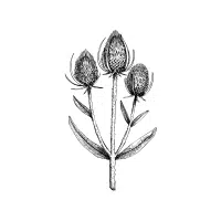 Teasel | Biennial Flowers Names