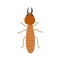Termite | Nocturnal Insects Names
