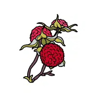 Thimbleberry | Wild Fruits Names