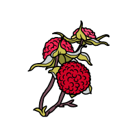 Thimbleberry | Berry Fruits Names