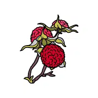 Thimbleberry | Berry Fruits Names