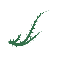 Thorn