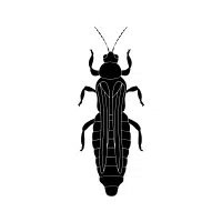 Thrips | Nocturnal Insects Names