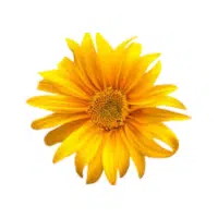 Tithonia | Annual Flowers Names