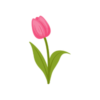 Tulip