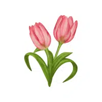Tulip | Ornamental Plants Names