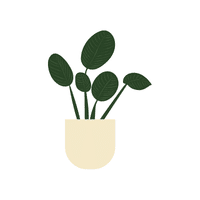Tupelo | Deciduous Plants Names