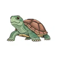 Turtle | Salty Water Animals Names