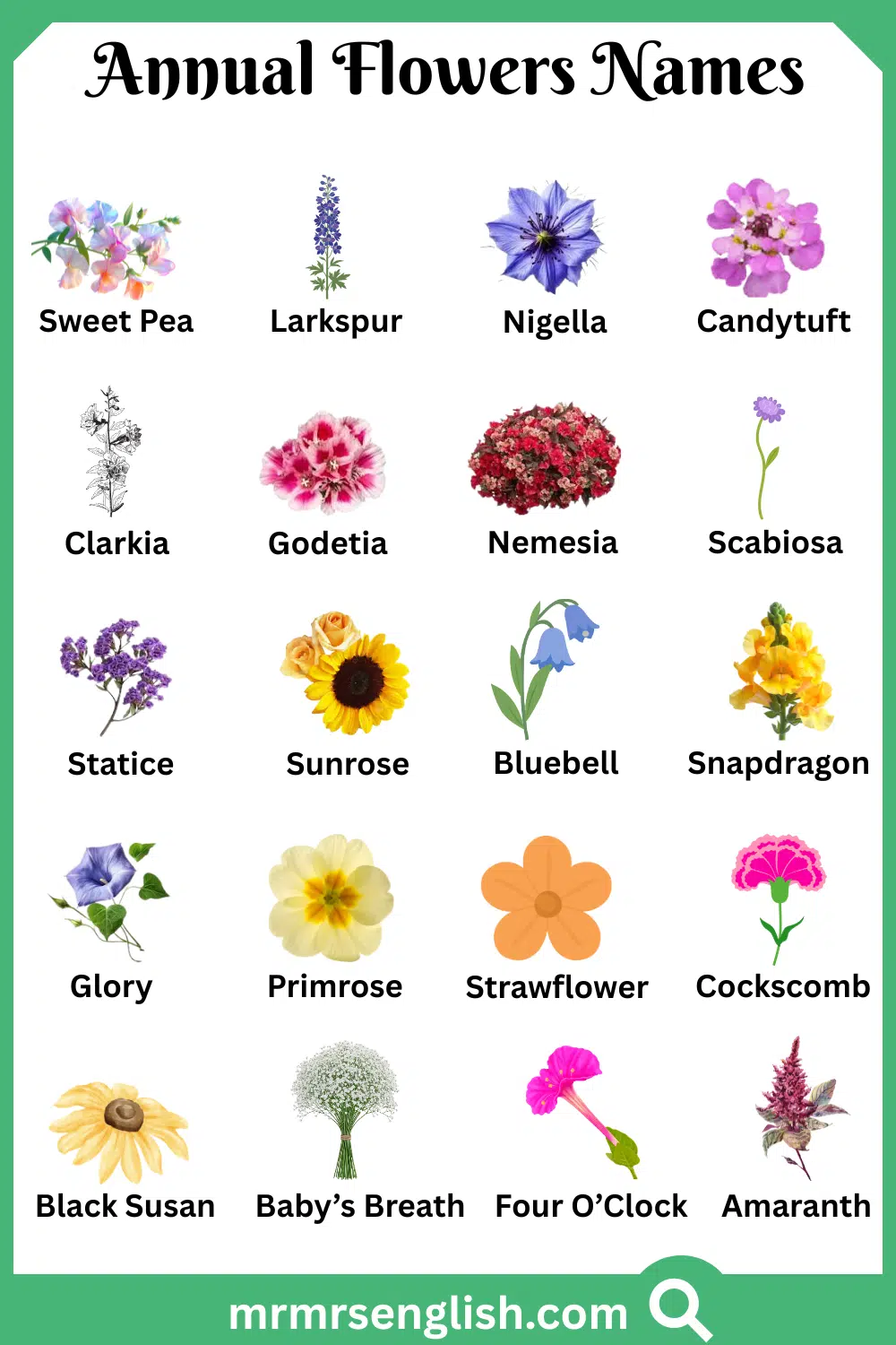 Types of Annual Flowers in English with Pictures