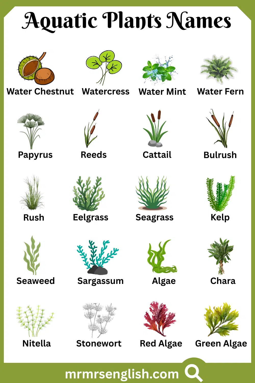Types of Aquatic Plants in English with Pictures