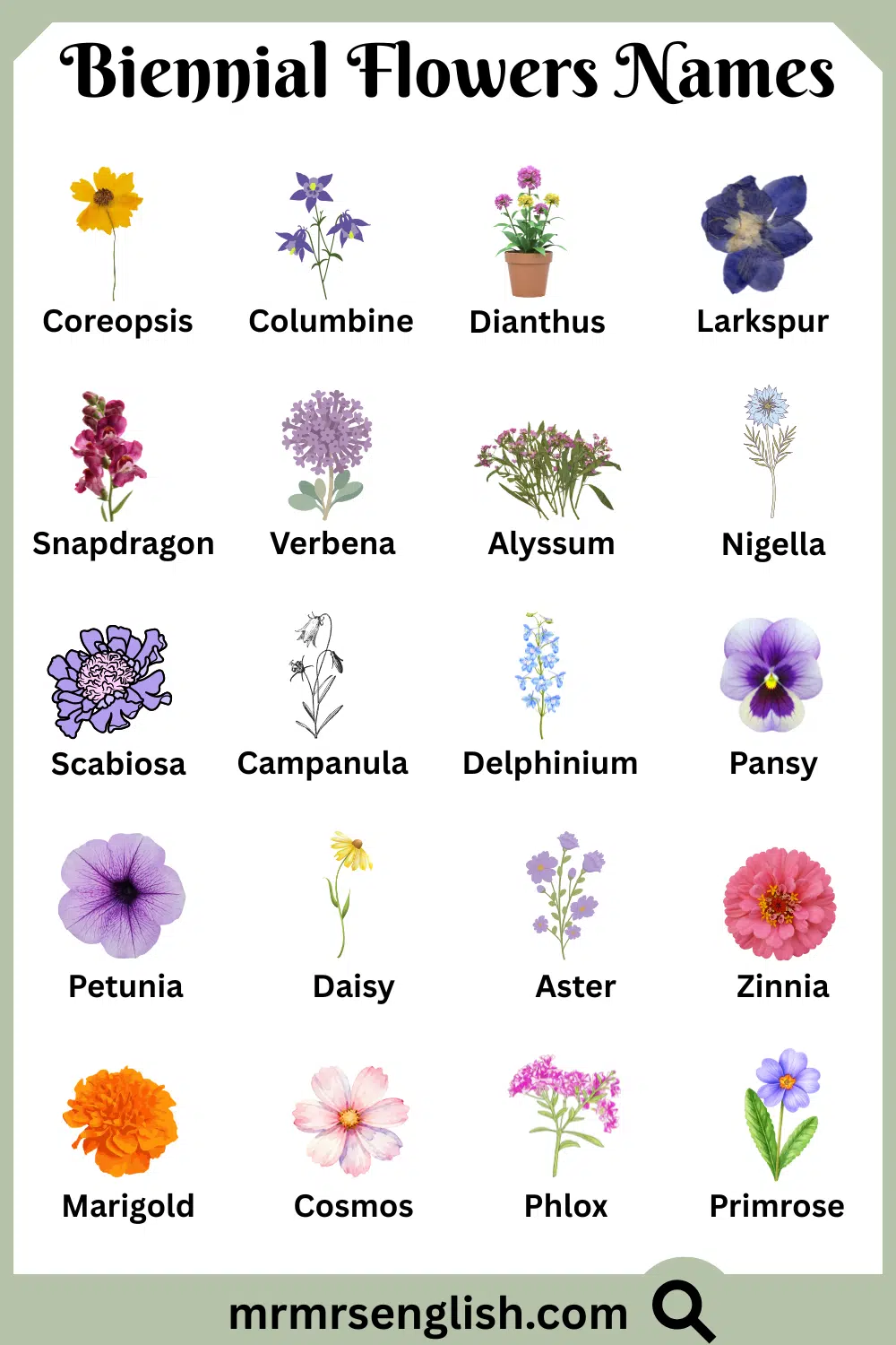 Types of Biennial Flowers in English with Pictures