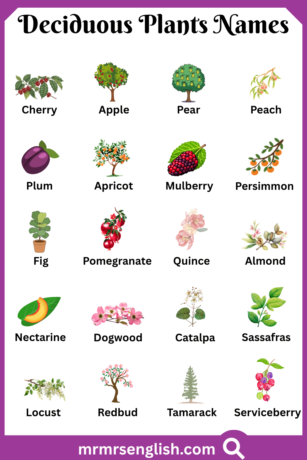 Types of Deciduous Plants Names with Pictures