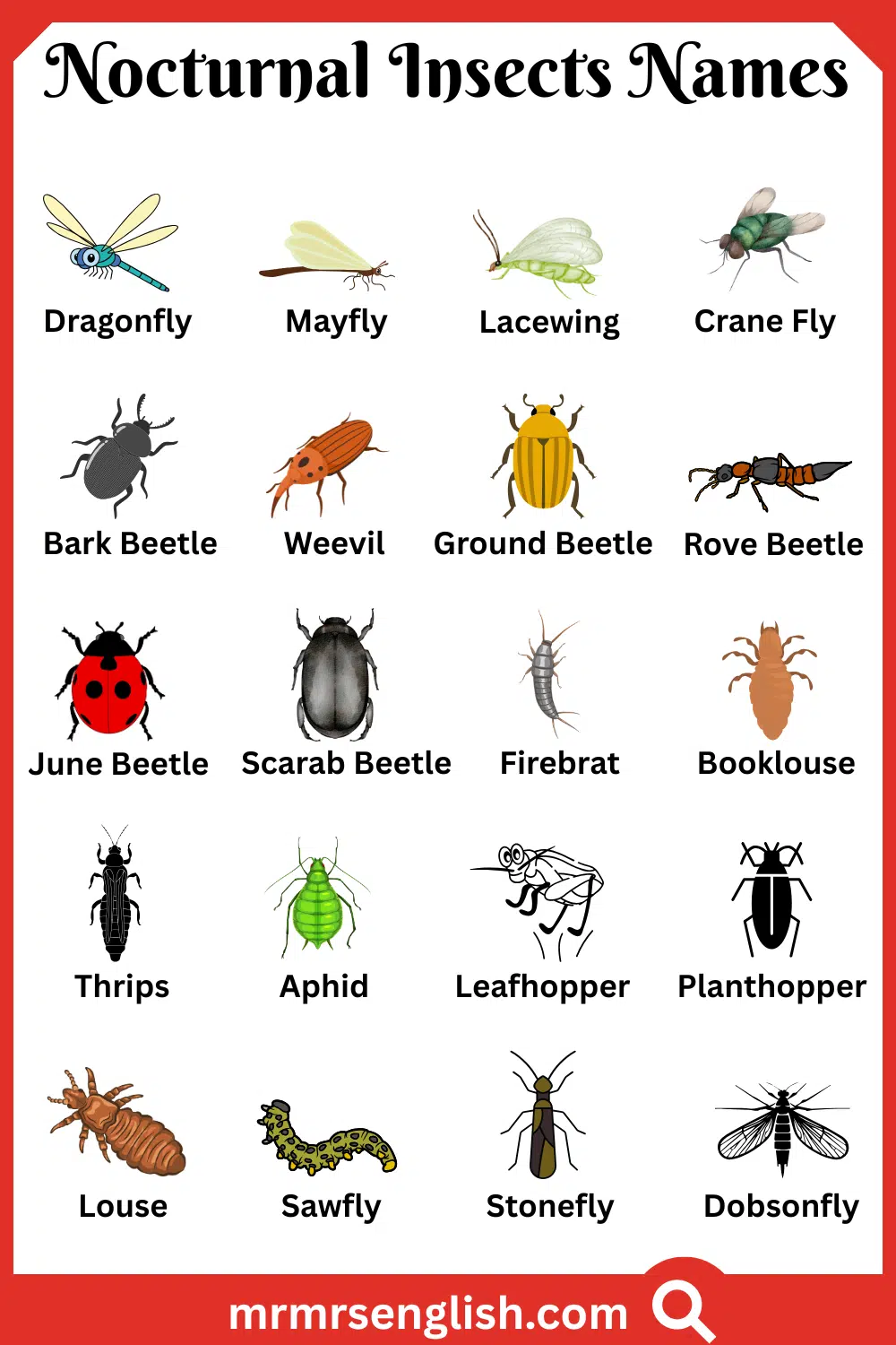 Types of Nocturnal Insects in English with Pictures