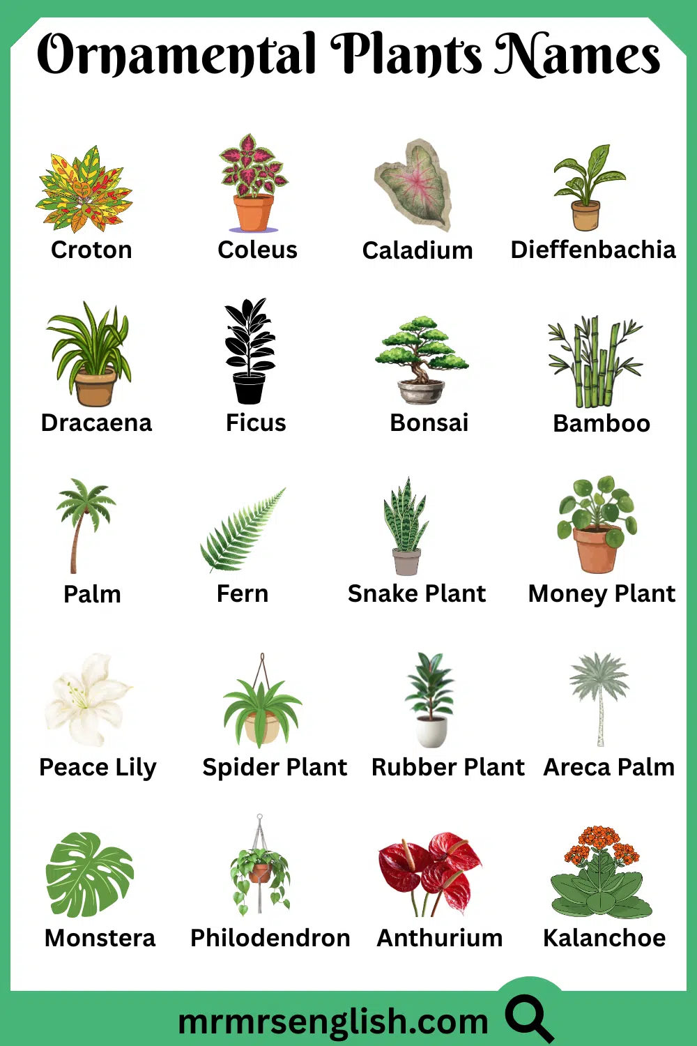 Types of Ornamental Plants in English with Pictures