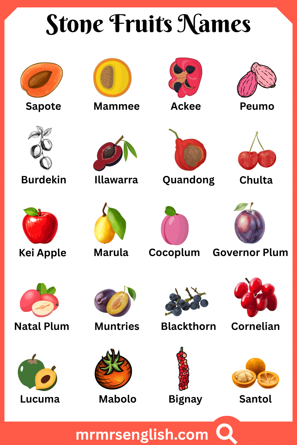 Types of Stone Fruits in English with Pictures