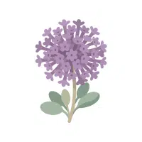 Verbena | Biennial Flowers Names