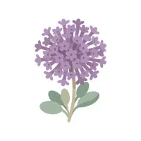 Verbena | Annual Flowers Names