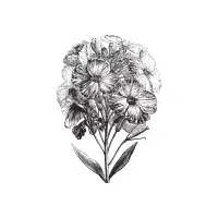 Wallflower | Biennial Flowers Names