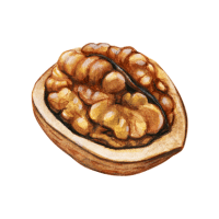 Walnut | Hard Fruits Names