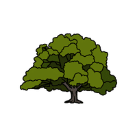 Walnut | Deciduous Plants Names
