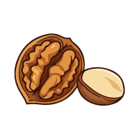 Walnut | Orchard Fruit Names