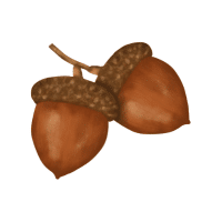 Water Chestnut | Hard Fruits Names