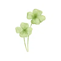 Water Clover | Aquatic Plants Names