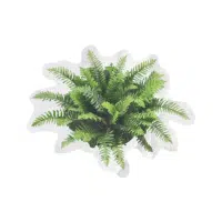 Water Fern | Aquatic Plants Names
