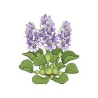 Water Hyacinth | Aquatic Plants Names