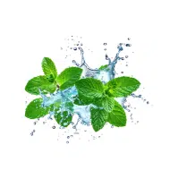 Water Mint | Aquatic Plants Names