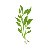 Water Spinach | Aquatic Plants Names