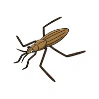 Water Strider | Nocturnal Insects Names