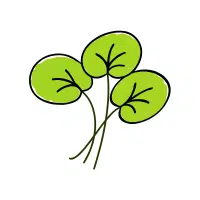 Watercress | Aquatic Plants Names