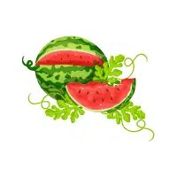 Watermelon | Vine Fruits Names