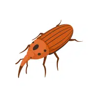 Weevil | Nocturnal Insects Names