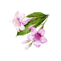 Weigela | Deciduous Plants Names