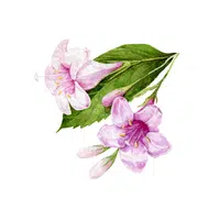 Weigela | Deciduous Plants Names