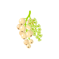 White Currant | Berry Fruits Names