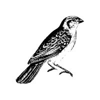 Widow | Nocturnal Birds Names