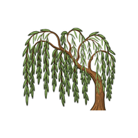 Willow | Deciduous Plants Names