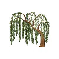 Willow | Deciduous Plants Names