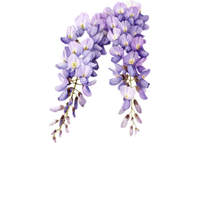 Wisteria | Deciduous Plants Names