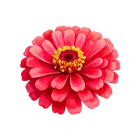 Zinnia | Ornamental Plants Names