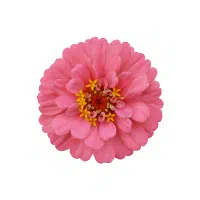 Zinnia | Biennial Flowers Names