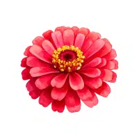 Zinnia | Annual Flowers Names