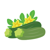 Zucchini | Vine Fruits Names