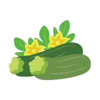 Zucchini | Vine Fruits Names