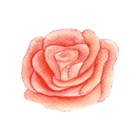 Abelia
