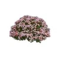 Abelia