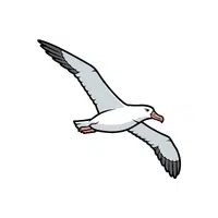 Albatross